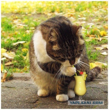 Котовторник на 03.02.2009