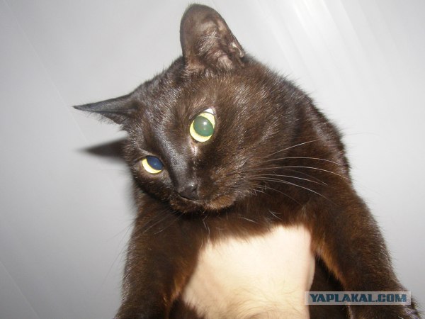 Котовторник на ЯПе