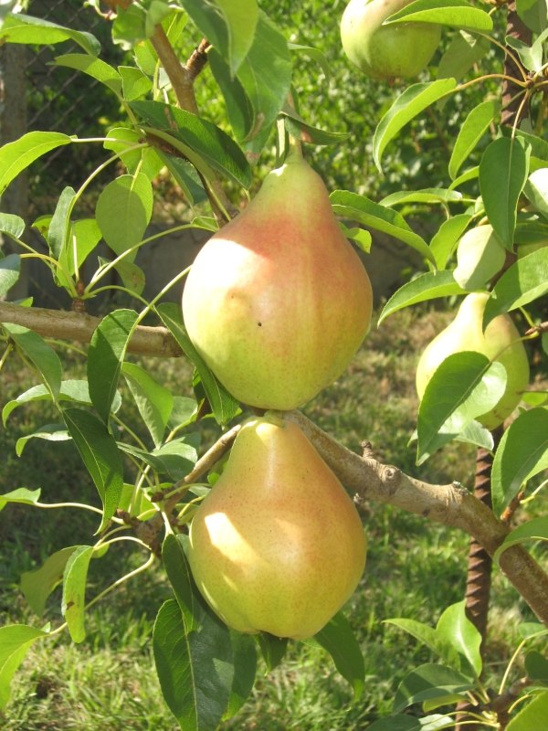 Я лучше куплю, говорят они