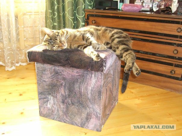 Котовторник!