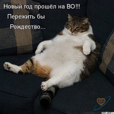 Первый КОТОВТОРНИК 2012