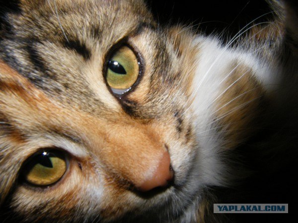 Котовторник 24.04.2012