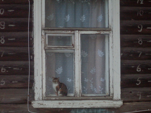 Котовторник  19.06.2012
