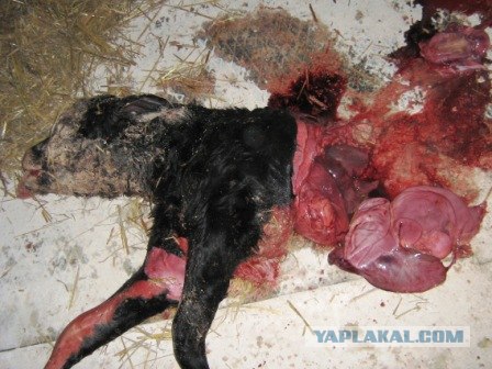 Моё первое кесарево