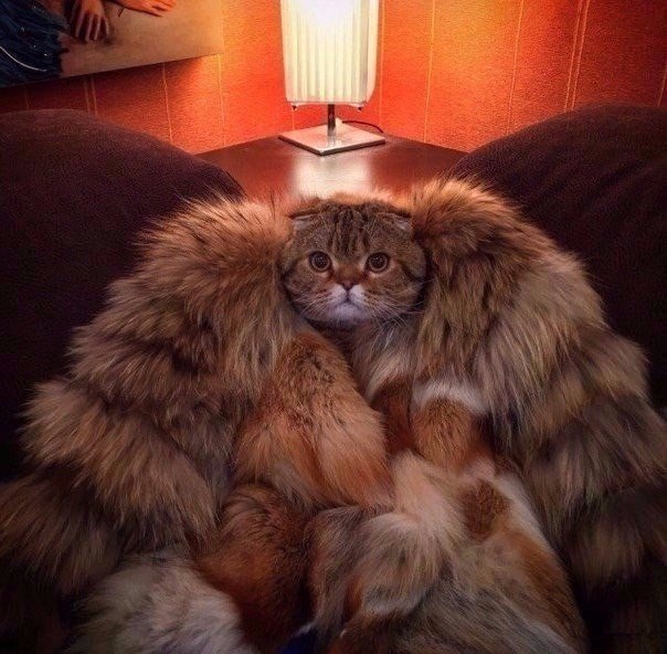 Котовторник! начнем? 04.06.19