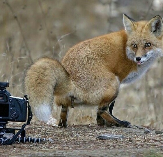 В мире животных
