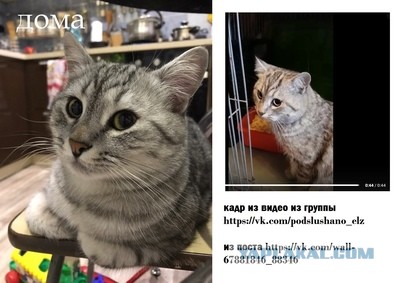 Помогите вернуть кота! Приют "Преданное сердце" украл кота и не отдает!