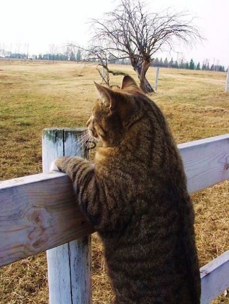 Задорные заборные котэ