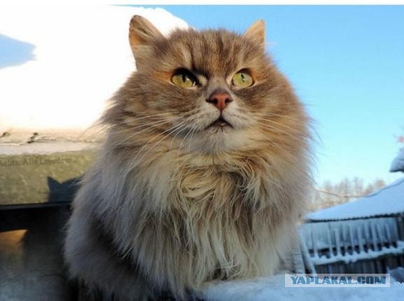 Задорные заборные котэ