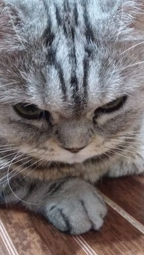 Котовторник.