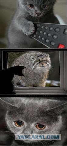 Почему котейко грустный?