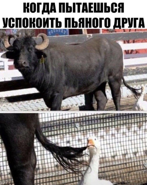 Алкопост 19.12.20