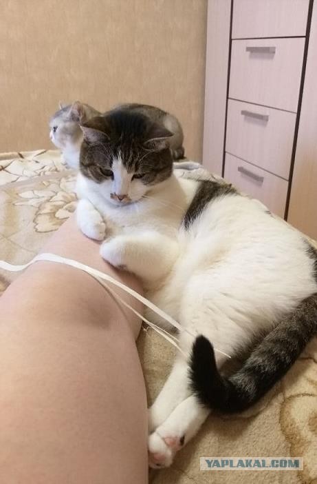 Котовторнику быть!