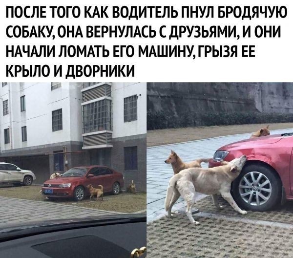Вот она - преданность!