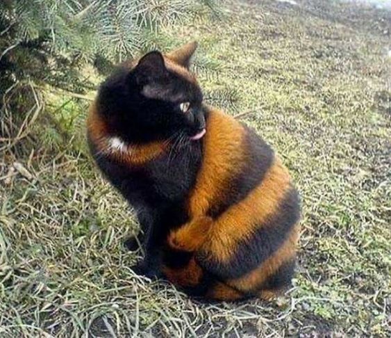Котовторник вроде.