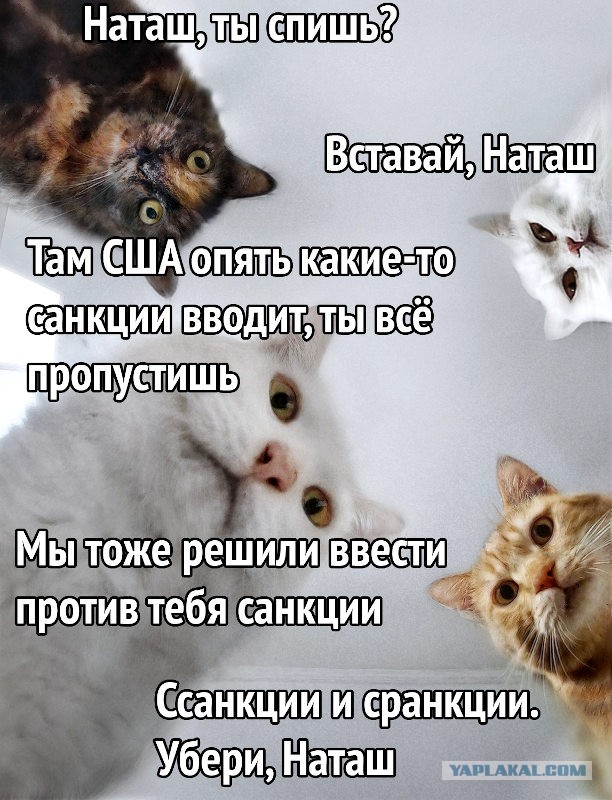 Забавные и смешные картинки на котовторник