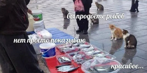 Итог рыбалки несколько рыбов