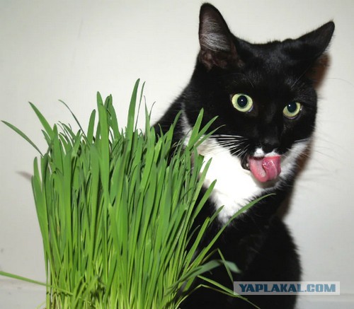 Как занять кота надолго