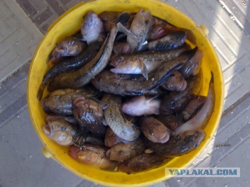 Рыбалка на Азовском море