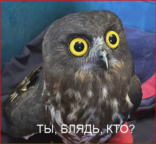 В Хабаровском крае дети спасли редкую сову