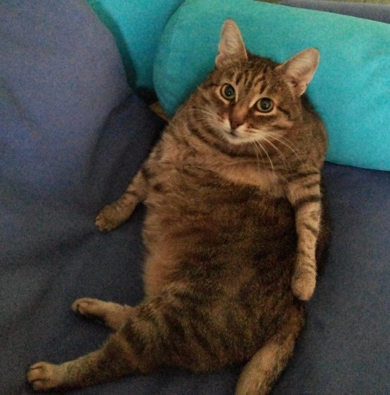 Толстые коты