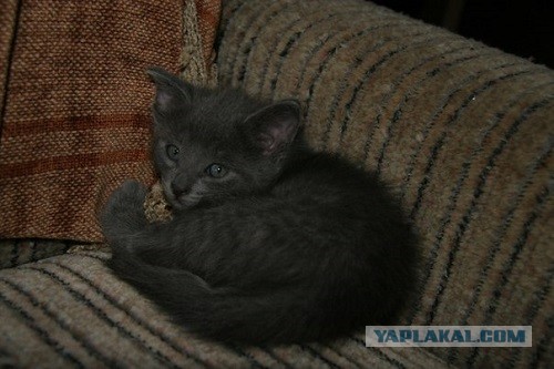 Котовторник 21.05.2013