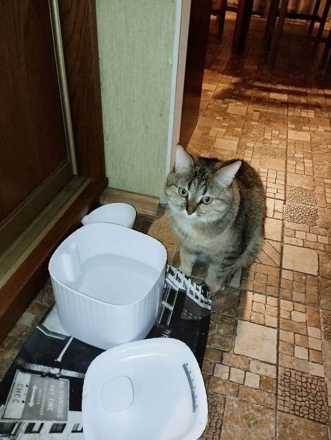 Очумелые Пёрышки