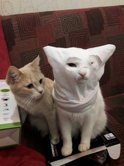 Кот расист