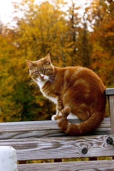 Осенний кот