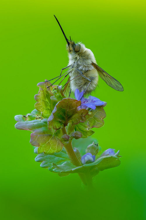 Лучшие макропортреты насекомых 2025 года.