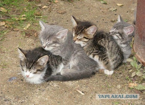 Котейка, который не знает как лежат котейки