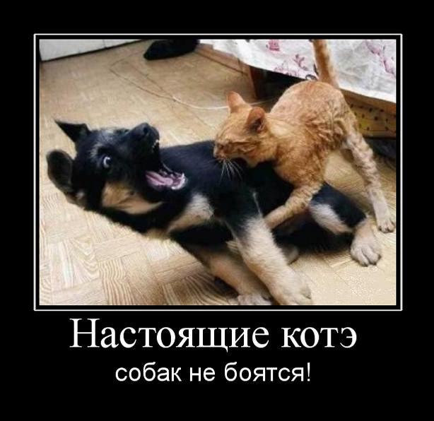 Демотиваторы.