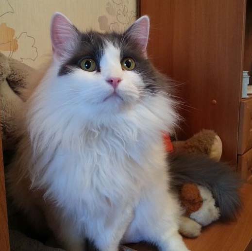 Котовторник   15.04.2014