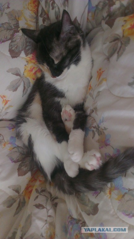 Котовторник 22.07.14