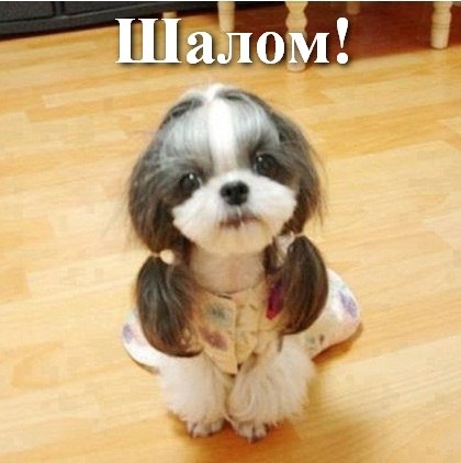 Собаки в смешных костюмах