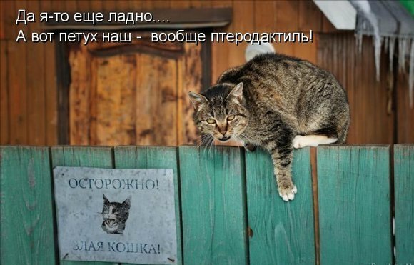 Весёлое из сети