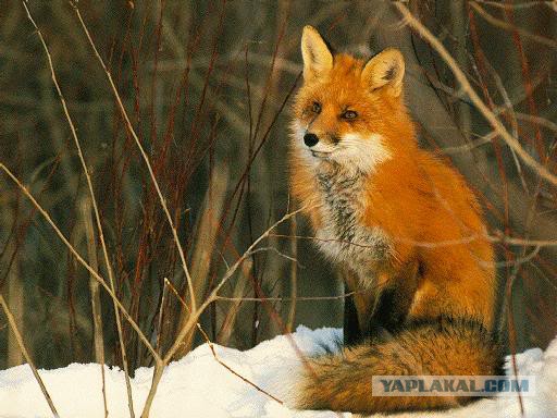 7 самых красивых лис на планете