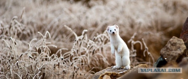 7 самых милых животных с острова Хоккайдо