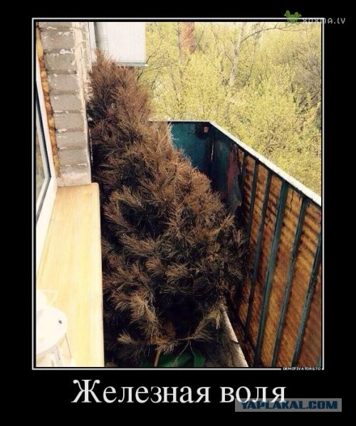 6 июня - ещё один слабак сдался!