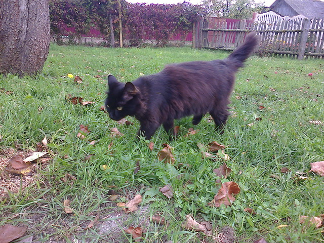 Котовторник