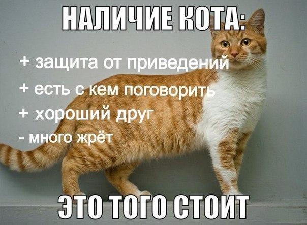 Вся суть котов