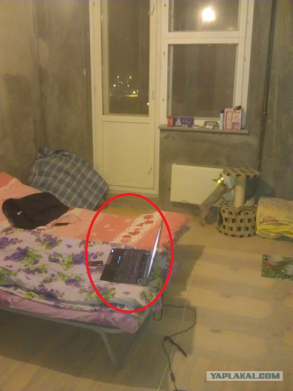 2 года ада глазами кошки