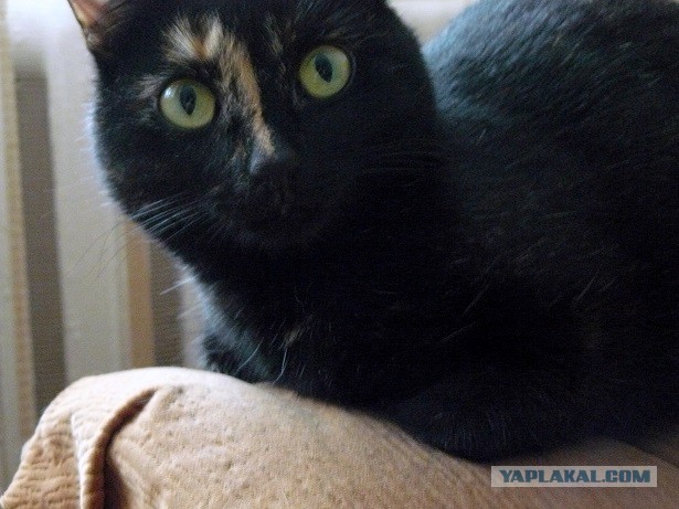 Котовторник 17.11.2015