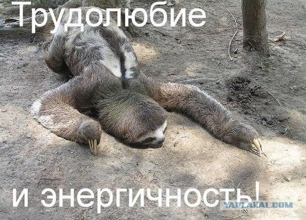 Опасный ленивец