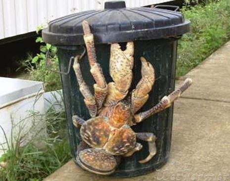 Турист сфотографировался с кокосовым раком