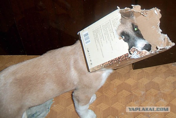 20 животных попавших в затруднительную ситуацию