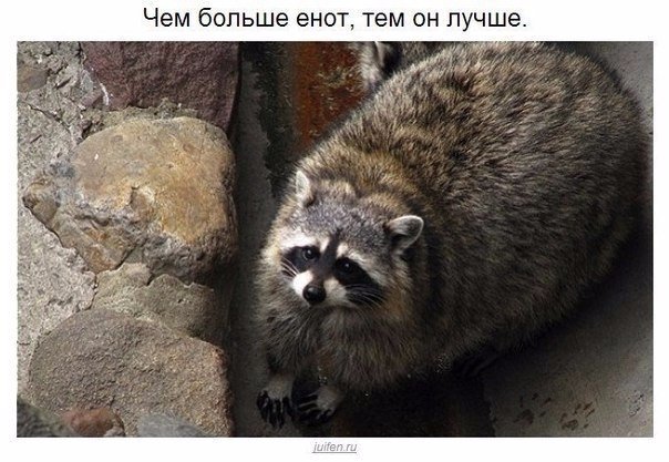 Мохнатые беспредельщики