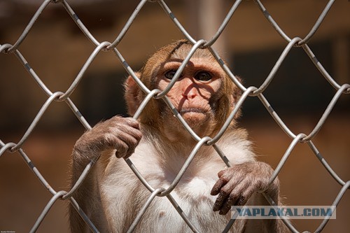 В Лондоне воду для марафонцев разграбили мигранты