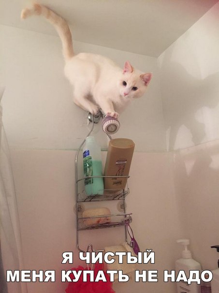 Прикольные животные