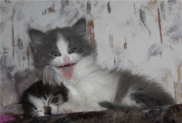 Коты из сети